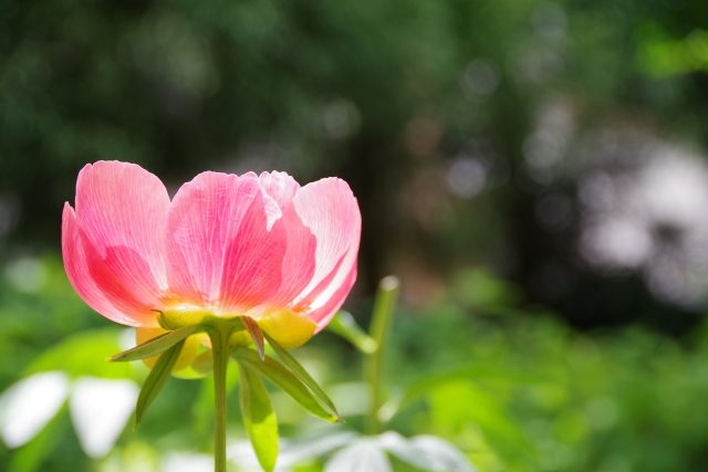 芍薬 シャクヤク の花言葉は 意味 由来 誕生花 特徴など ボタンとの違いも解説 Clover クローバー