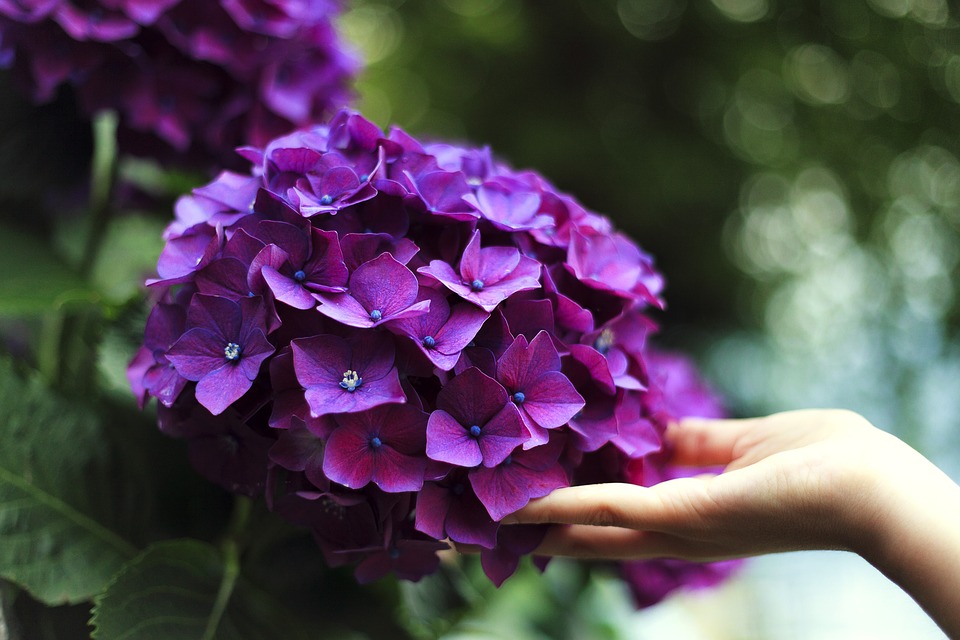 紫陽花の花言葉の意味と由来を徹底解説 結婚式にはタブー Clover クローバー