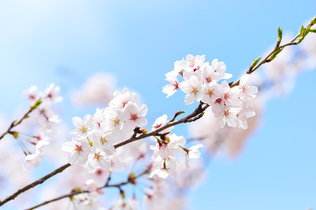 桜の花言葉の意味と由来は いつの誕生花 徹底解説 Clover クローバー