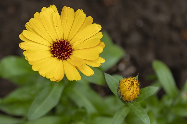花言葉 健康 元気 幸福 笑顔など素敵な意味を持つ植物10選 Clover クローバー