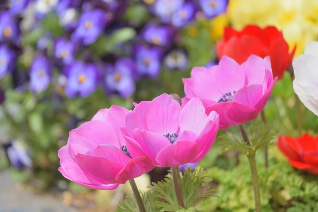 花言葉 平和 希望を意味する明るい花言葉を持つ花10選 Clover クローバー