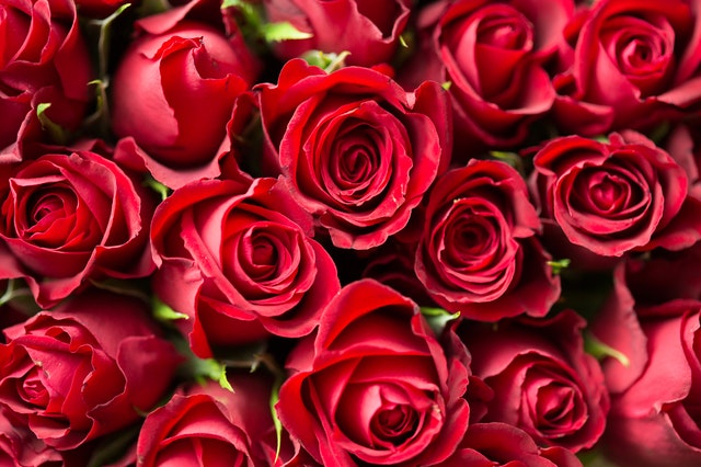 薔薇の花言葉は色によって全然違う 本数や形による違いも 怖い意味もあり Clover クローバー