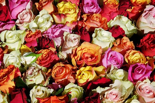 薔薇の花言葉は怖い 色によって全然違う意味に 由来や本数による違いも Clover クローバー