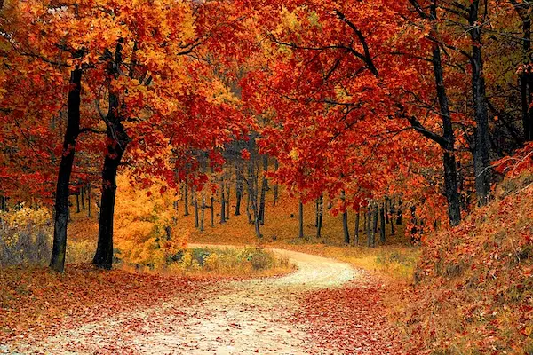 友人との楽しい秋の紅葉狩りの夢