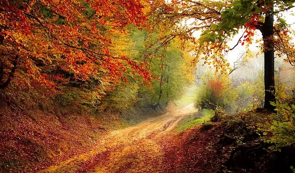 友人との楽しい秋の紅葉狩りの夢